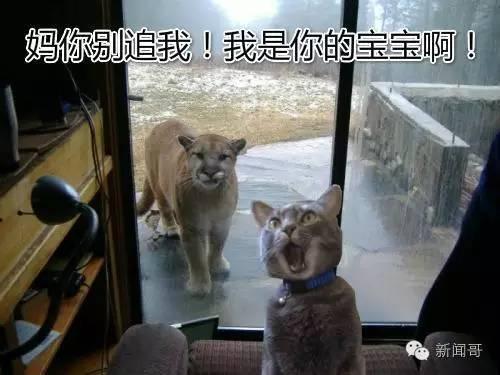 妈妈无所畏惧在线观看,勇敢母爱的感人故事